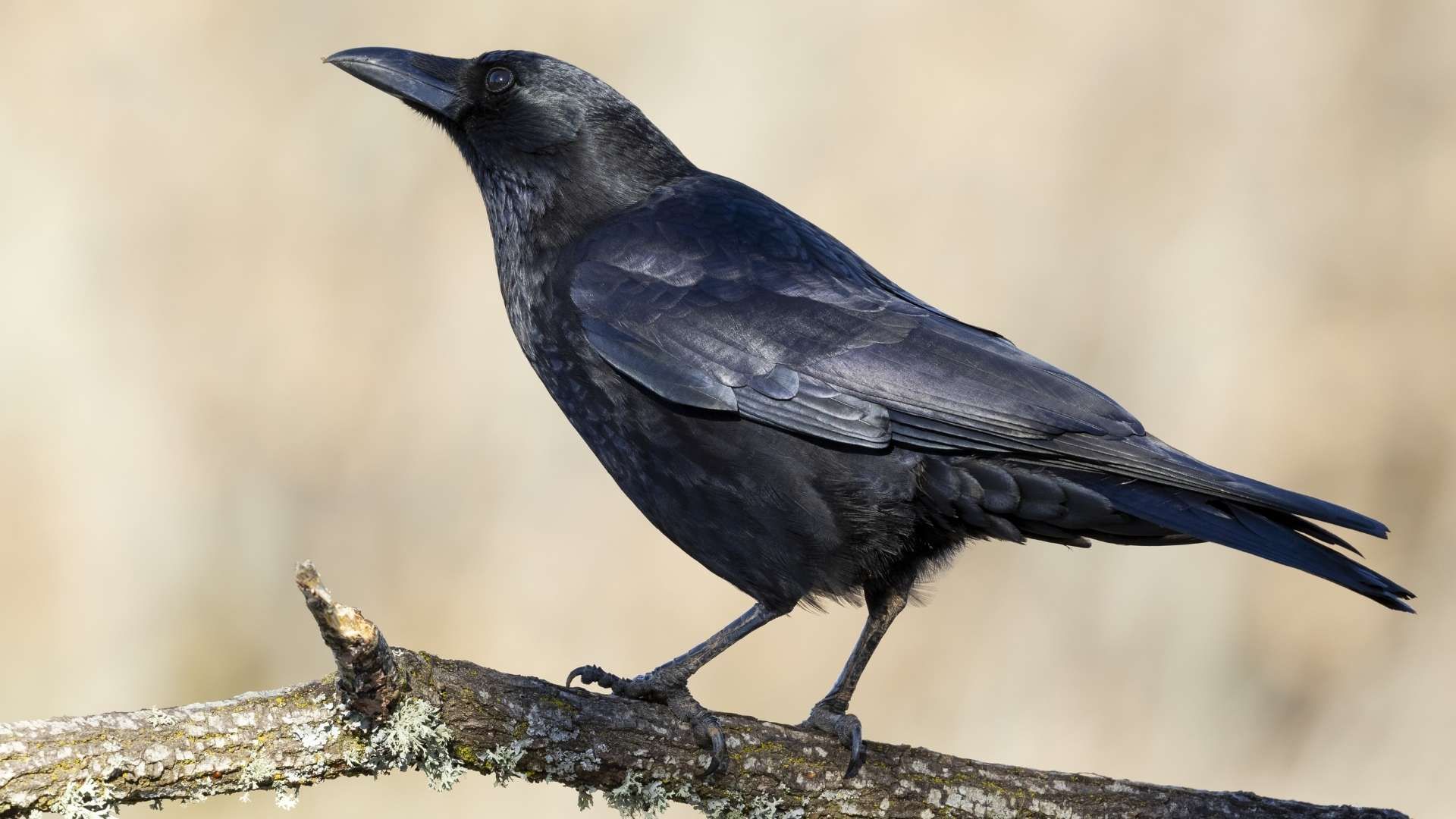 Estudios científicos muestran que los cuervos pueden planificar, usar herramientas y recordar información a largo plazo.