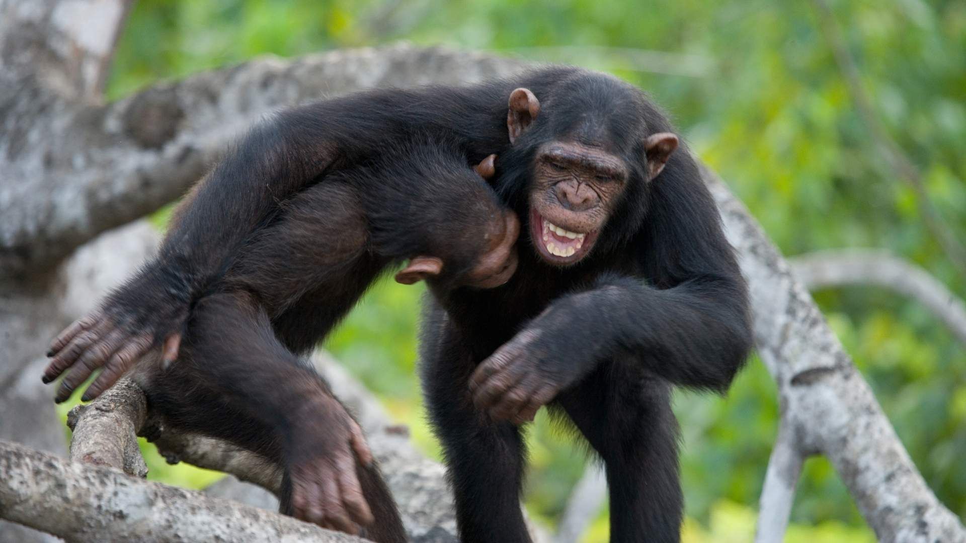 El uso de herramientas y el aprendizaje social ubican a los chimpancés entre las especies más estudiadas por su inteligencia.