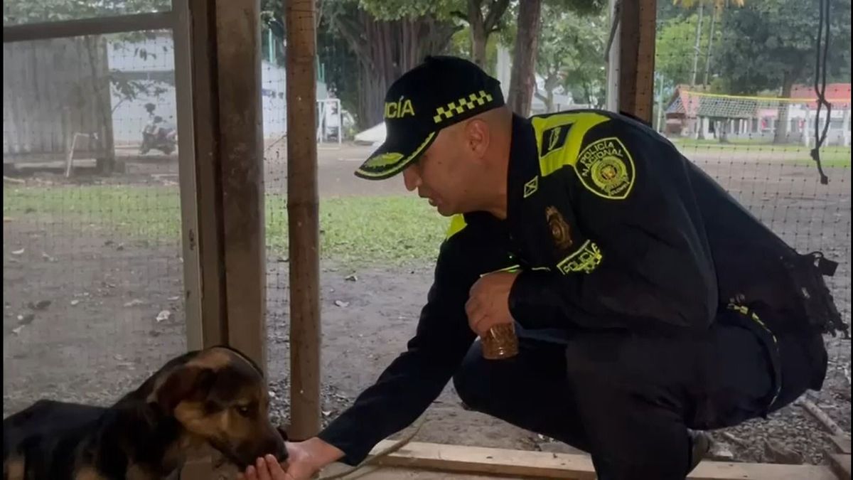 El perro fue hallado en grave estado de salud y abandono en Yotoco, Valle del Cauca