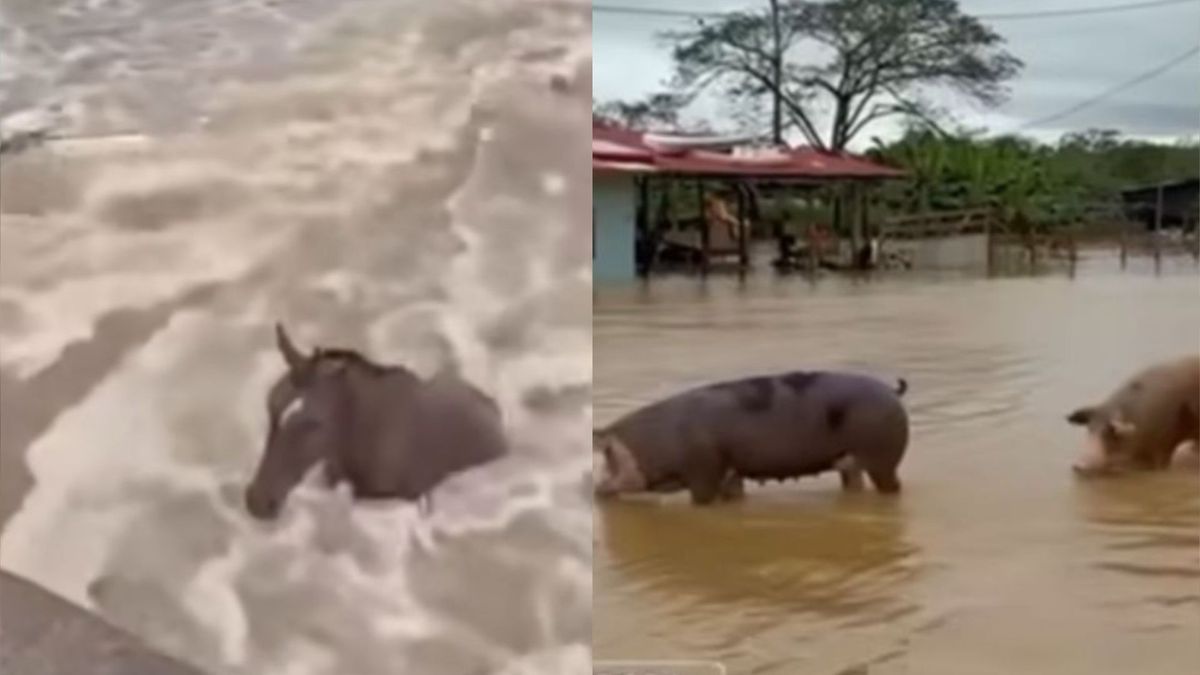 Mientras tanto, en Montería, los centros de acopio dispuestos por la Alcaldía trabajan sin descanso.