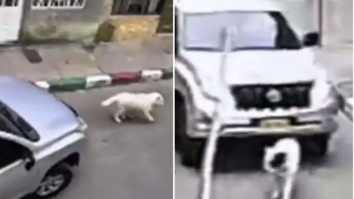 Autoridades buscan a conductor que atropelló y mató una perrita en el ...