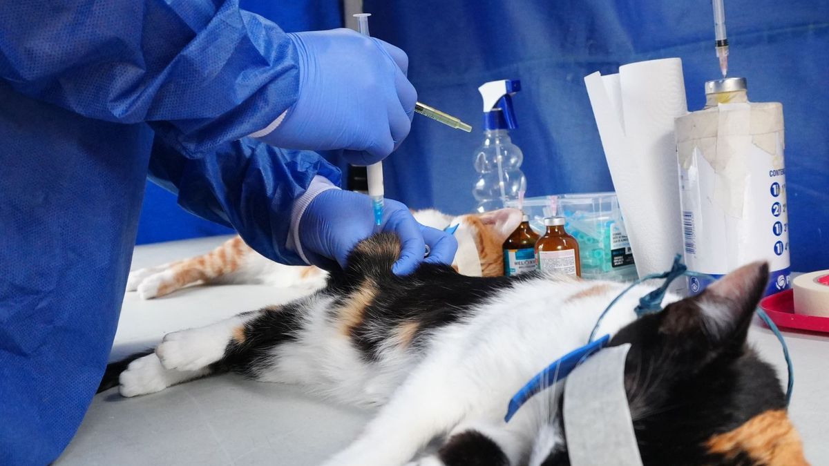 Esterilización de mascotas en Bogotá