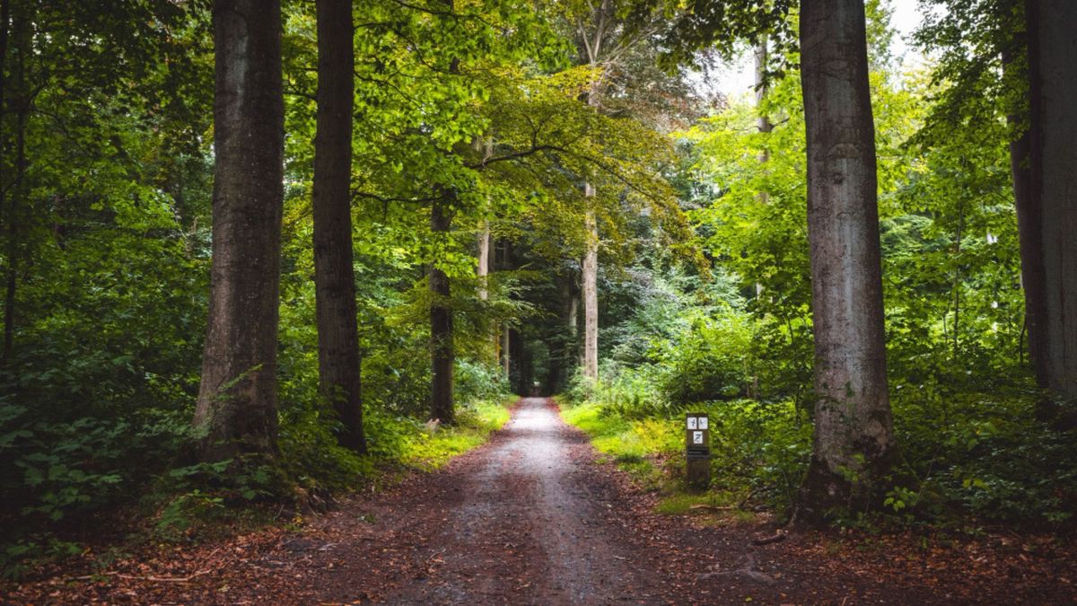 Estos bosques regulan la temperatura, almacenan grandes cantidades de carbono y son el hogar de millones de especies.
