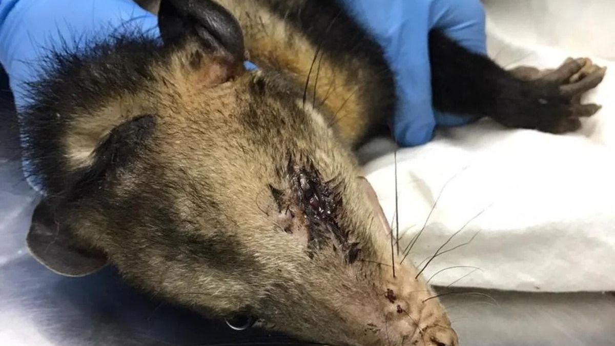 De acuerdo con la ANSV en los años de 2017 y 2025, Colombia registró 1.591 siniestros por atropellamiento de animales.