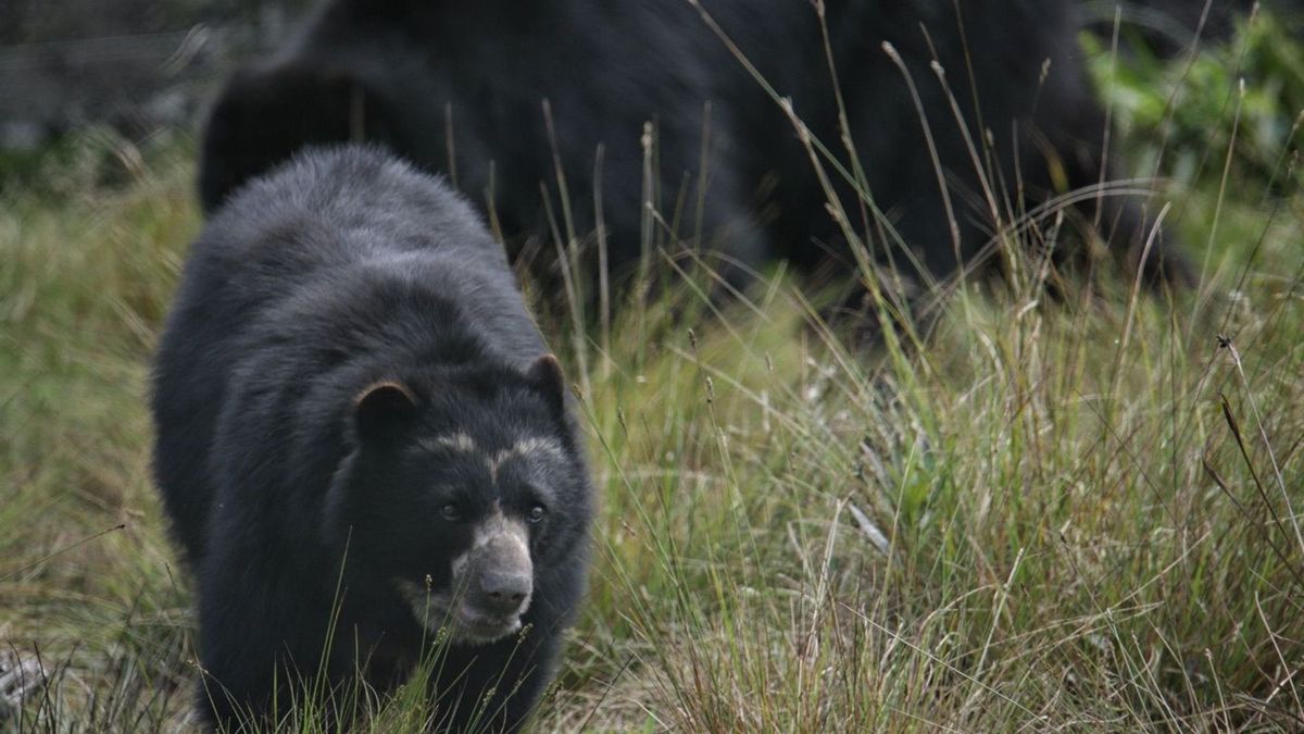 Oso andino peligro de extinción