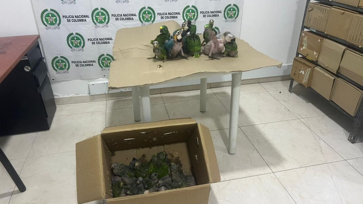 La policía recuperó 27 loros silvestres en Cundinamarca, eran víctimas de tráfico de especies