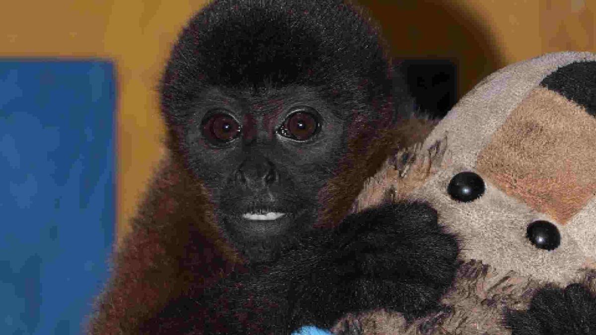 En el Huila esta 'Titi' un mono churuco que se aferra a un peluche, tras permanecer en cautiverio en una casa en Tello.