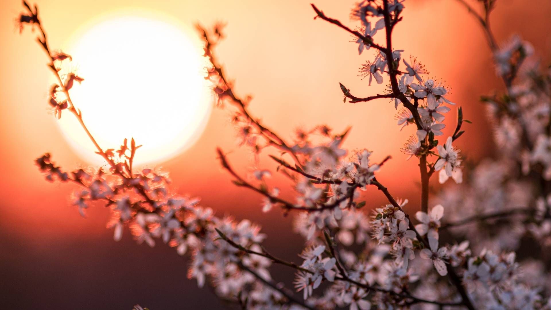 El 20 de marzo, el equinoccio de marzo marcará el inicio de la primavera en el hemisferio norte y del otoño en el sur.