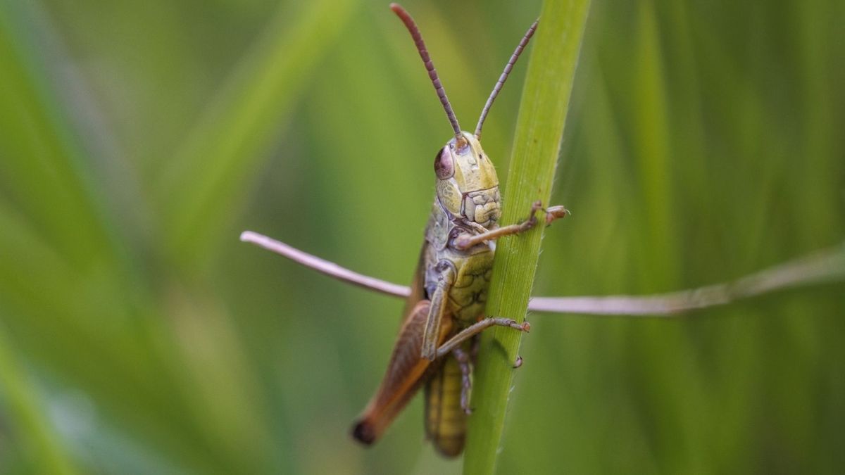 En el feng shui, escuchar grillos en casa por la noche se asocia con movimiento de energía y posibles noticias.