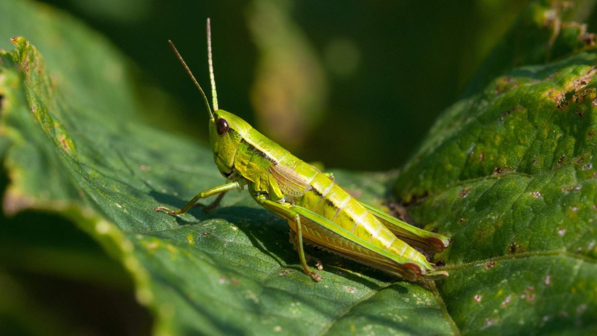 El canto de los grillos en casa por la noche es interpretado por el feng shui como una señal vinculada al flujo de energía del hogar.