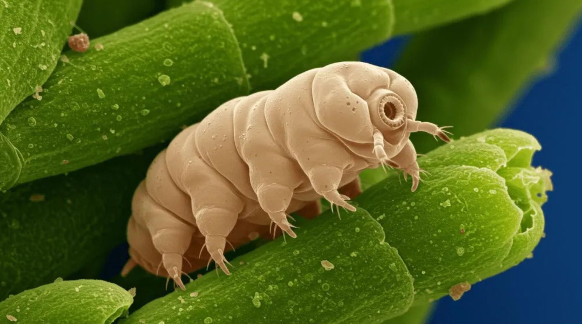 Los osos de agua, conocidos como Tardígrados, son seres muy resistentes a difíciles condiciones de vida.