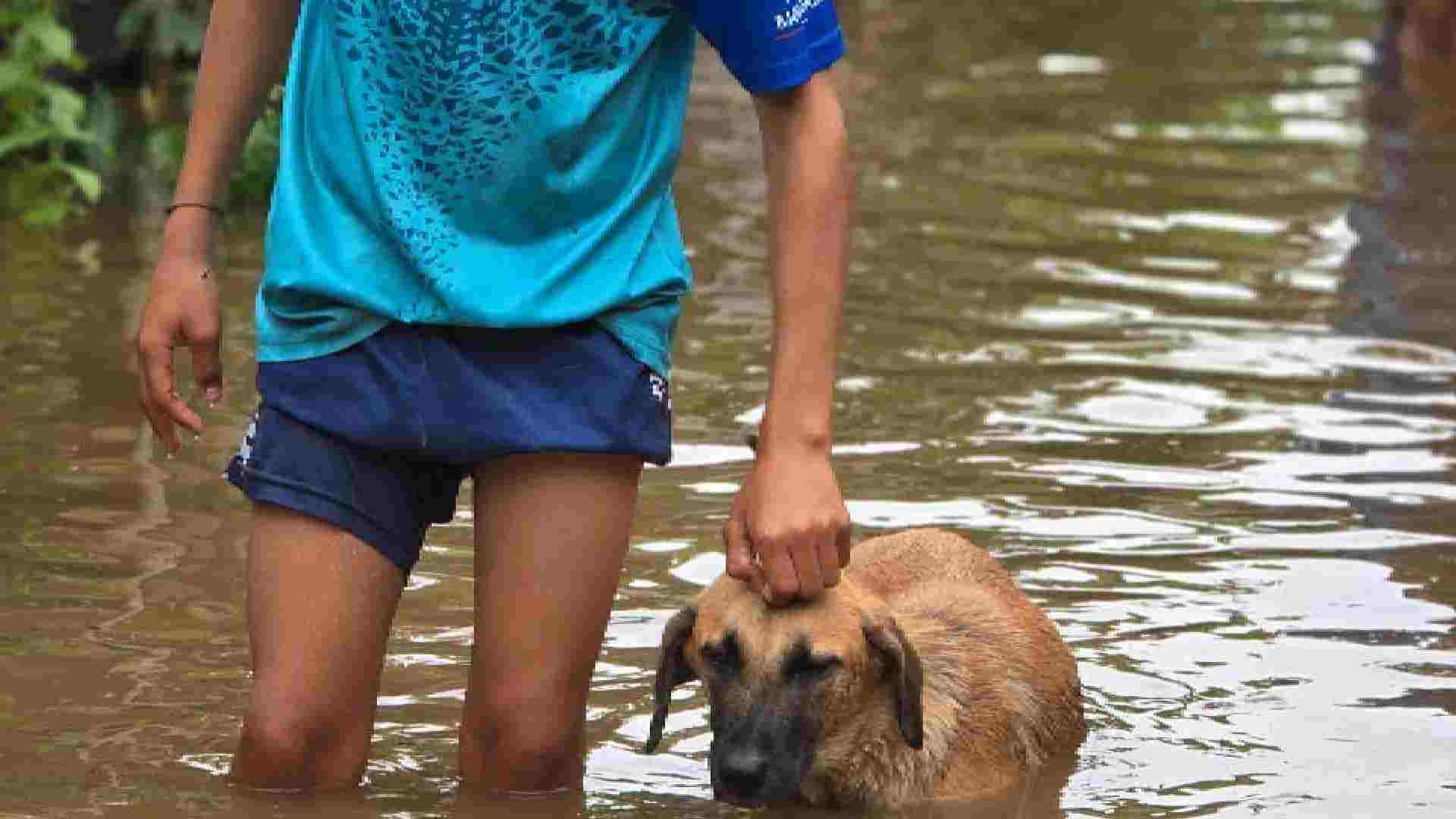 Mascotas en las inundaciones de Montería. 