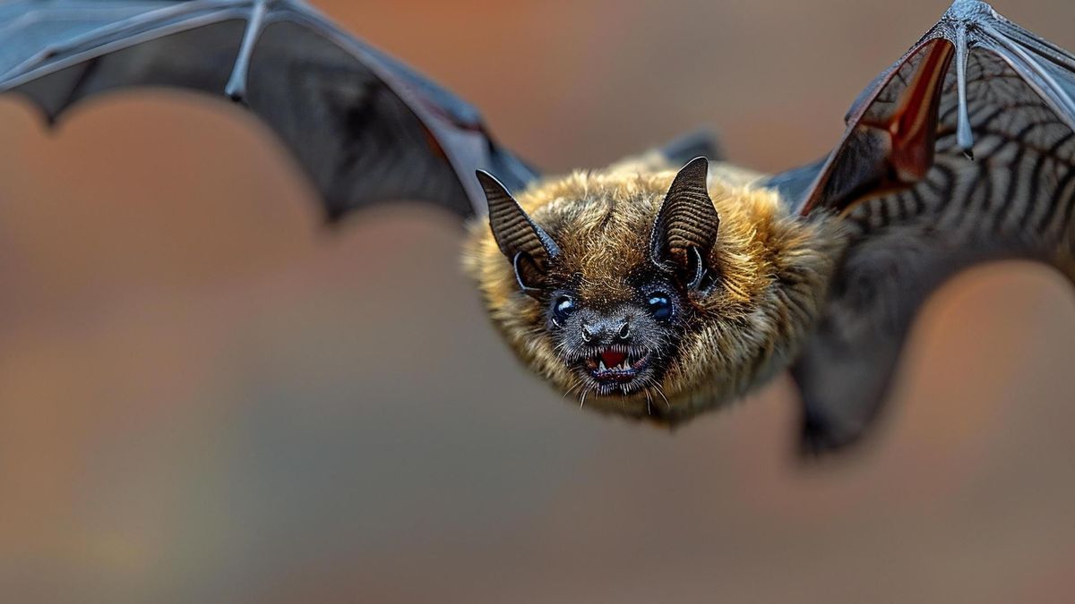 En el feng shui, los murciélagos se relacionan con prosperidad, fortuna y equilibrio de la energía del hogar.