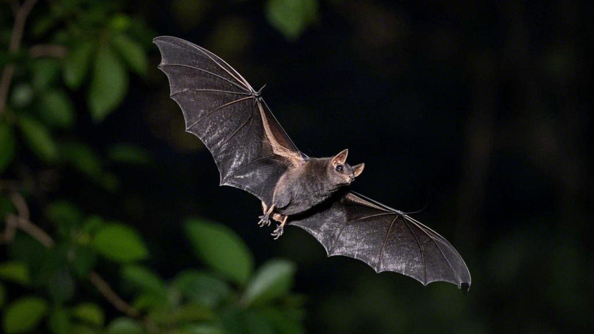 La presencia de murciélagos cerca del hogar se interpreta en el feng shui como señal de buena energía.