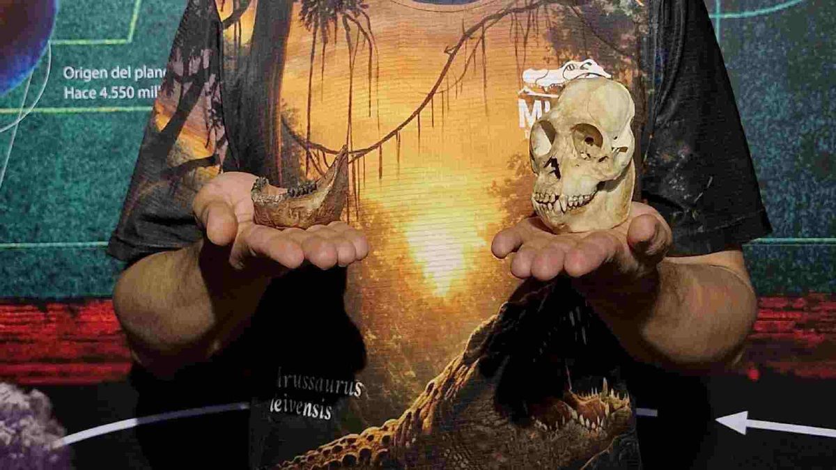 Hallan restos de mandíbula de primate de hace más de 13 millones de años en el Huila