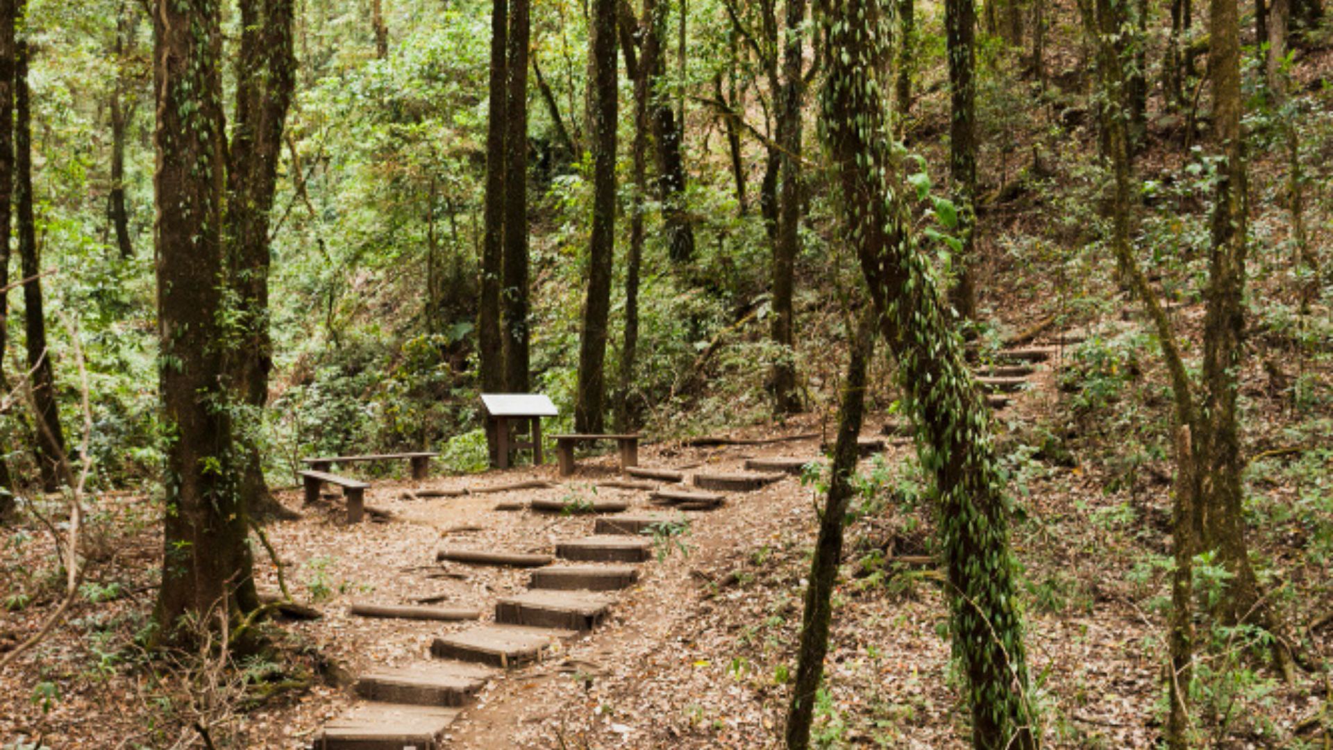 En algunos lugares, los árboles tienen una gran altura, lo que permite ver sus copas más altas.