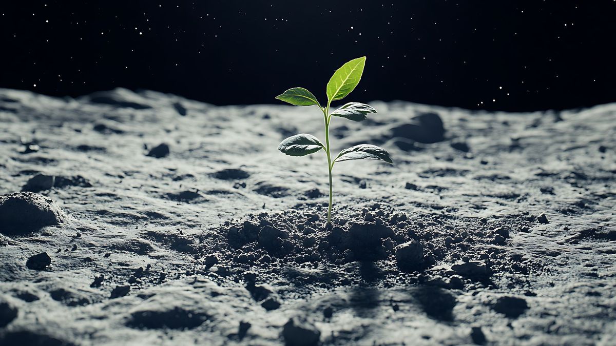 Los científicos plantaron garbanzos en tierra lunar artificial para saber si es posible plantar alimentos en la Luna.