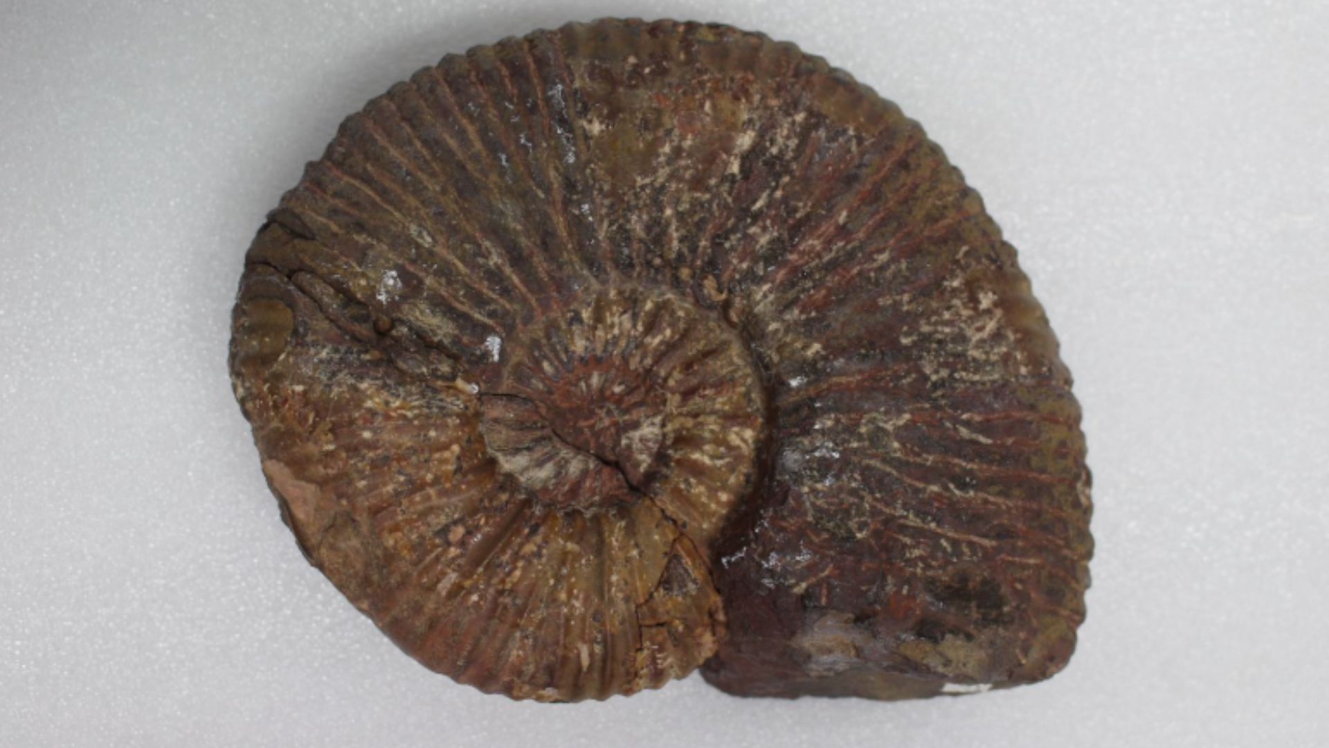 Colombia es una 'mina' de fósiles maritimos.