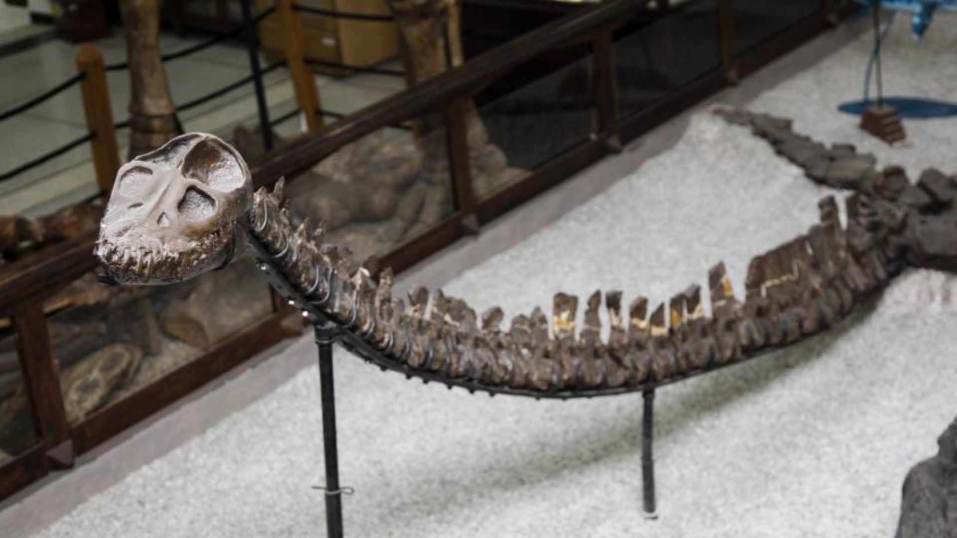 En Colombia se han descubierto fósiles de más de 125 millones de años de antigüedad. 