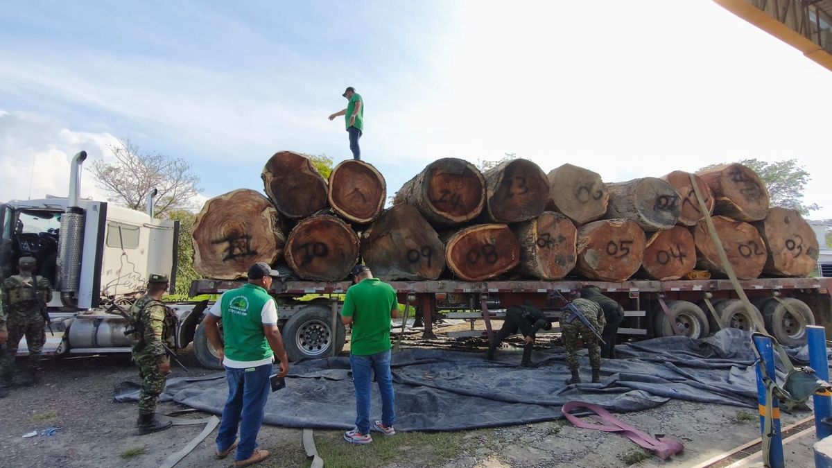 Operativo de MinAmbiente y autoridades logra incautar miles de metros cúbicos de madera ilegal
