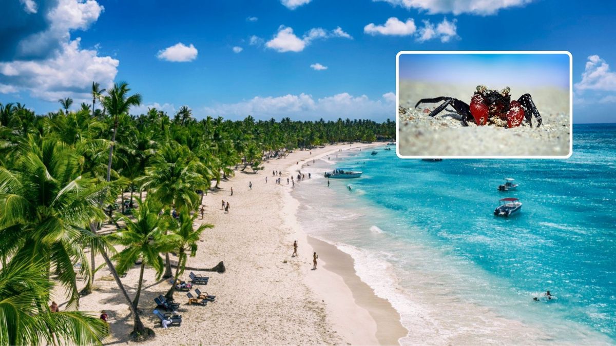 Las imágenes que captan esta migración suelen llamar la atención de visitantes y residentes.