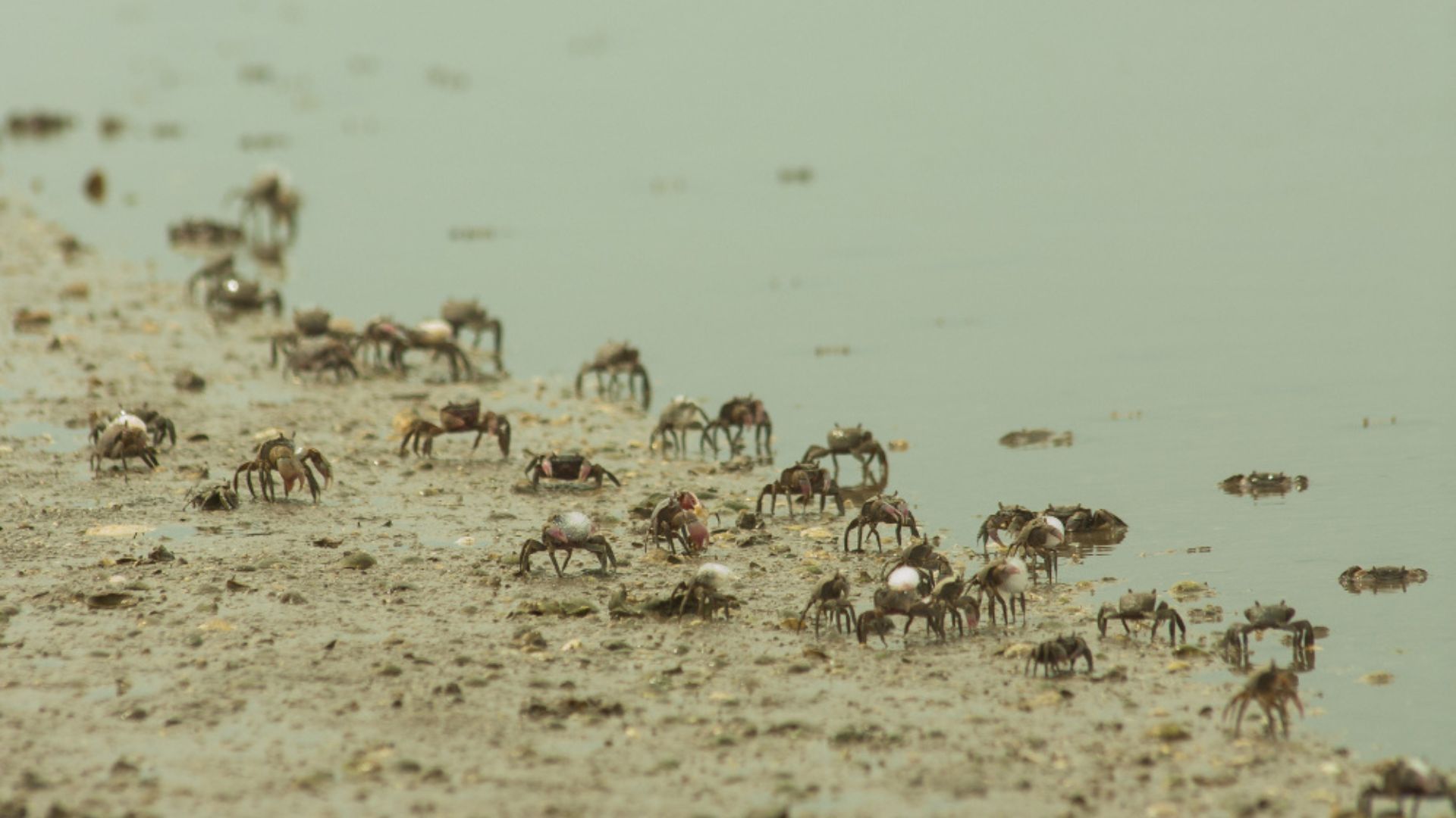 En San Andrés, el cangrejo negro no solo forma parte del ecosistema, sino también de la vida cultural y económica de la comunidad.
