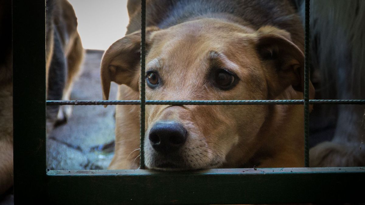 En Colombia se tipifica con cárcel y sanciones económicas a los maltratadores de animales.