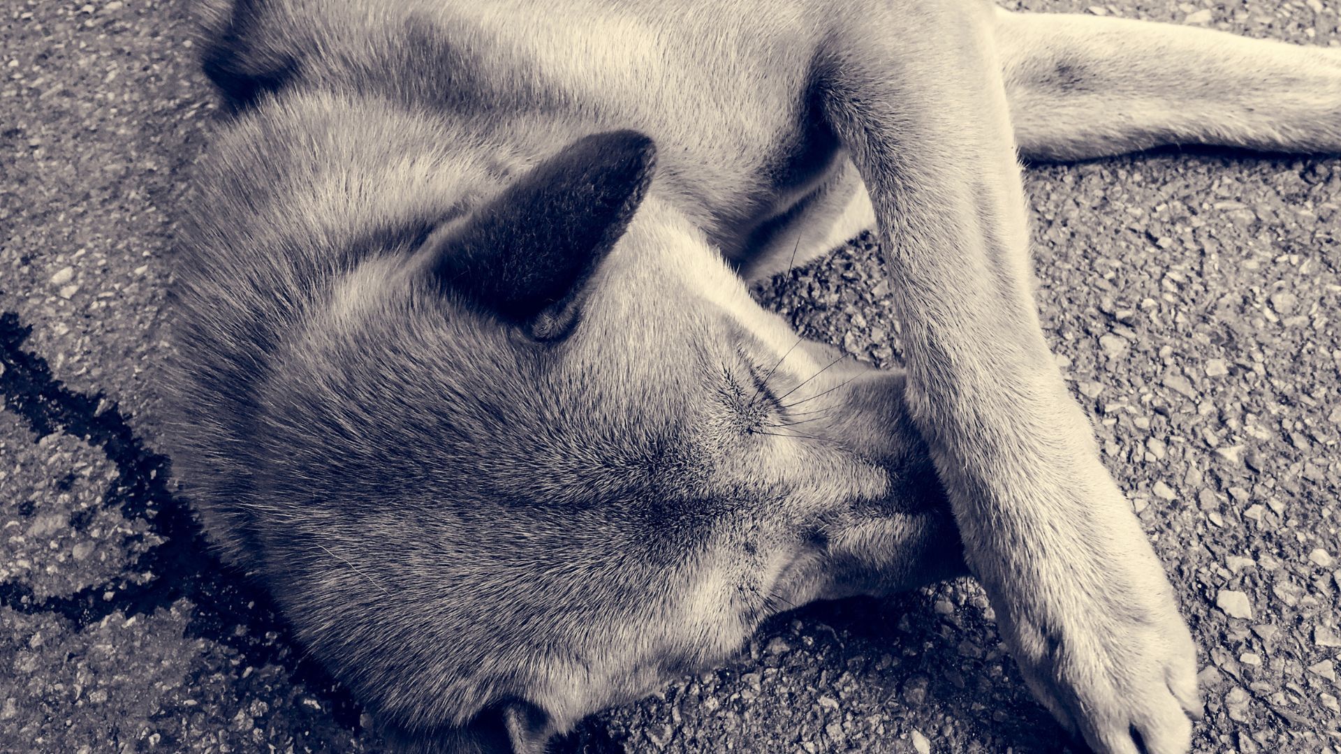 En Colombia se puede denunciar el maltrato contra los animales.