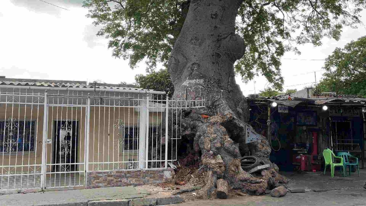 Árbol Bonga Centenaria será talado en Santa Marta, porque pone en riesgo la casa de una mujer de 102 años de edad.