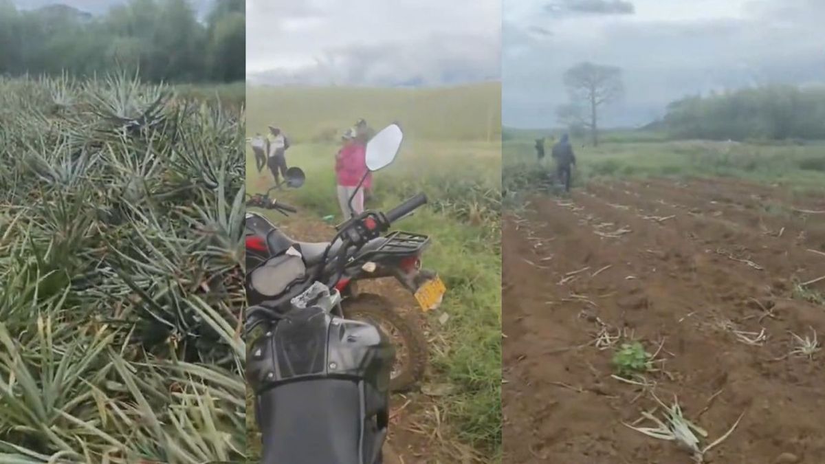 Destruyen cultivo de piña