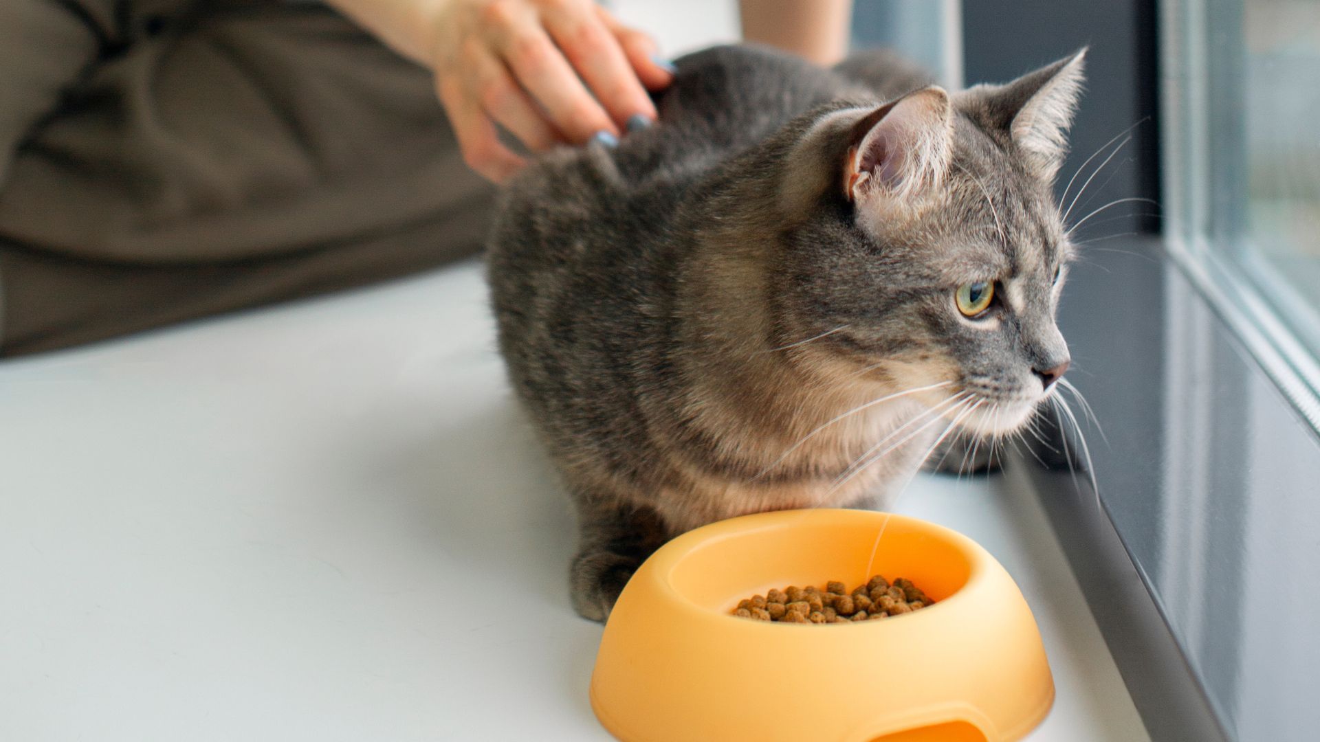 Los animales tienen un hongo que transmiten a los humanos con contactos mutuos.