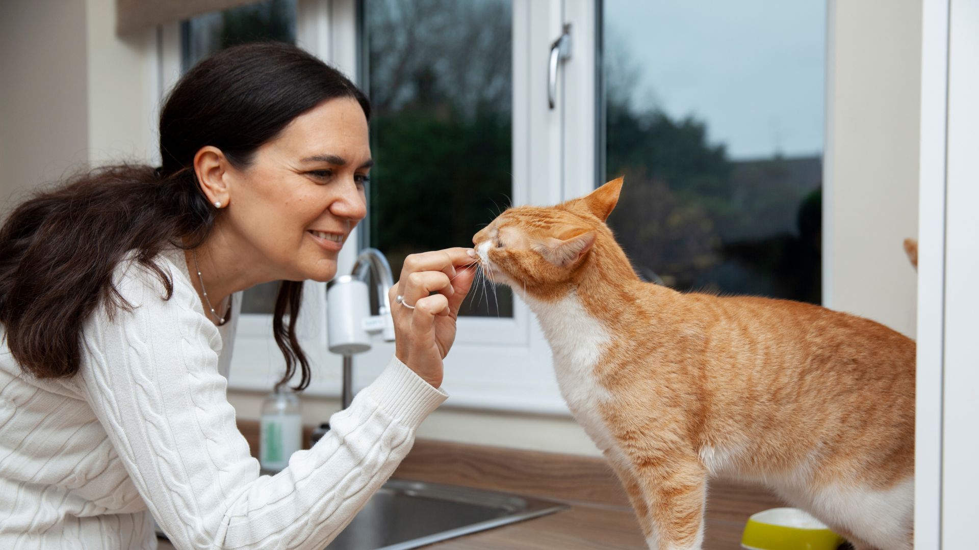 Las autoridades sanitarias advirtieron a los dueños de gatos para que evitaran infecciones.