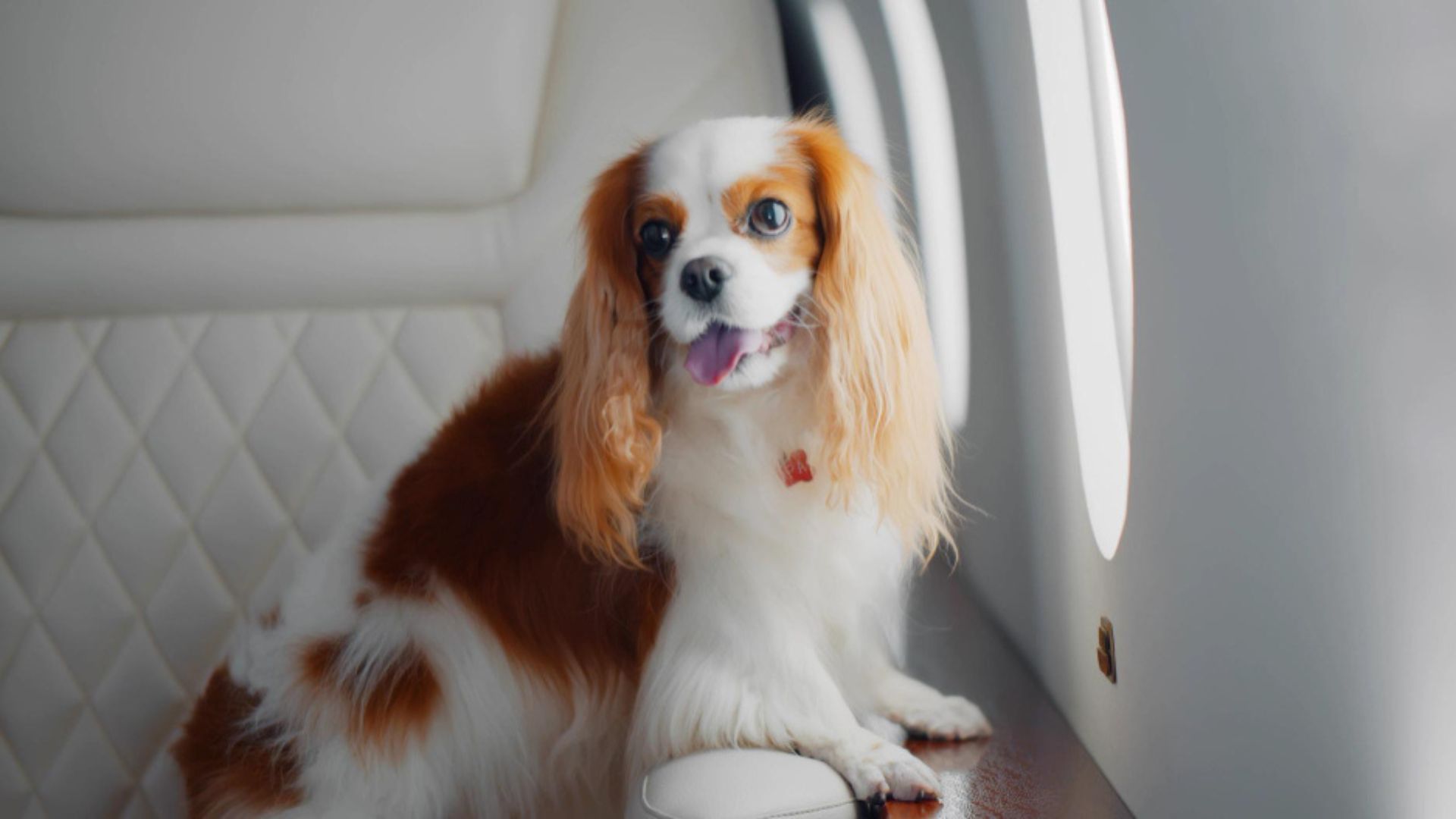 La iniciativa busca asegurar el bienestar de las mascotas con la seguridad y comodidad del resto de los pasajeros.