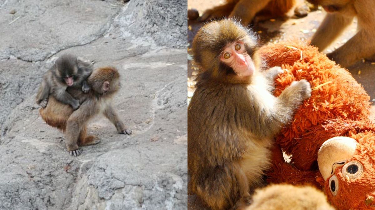 Punch, el mono viral ya tiene amigos