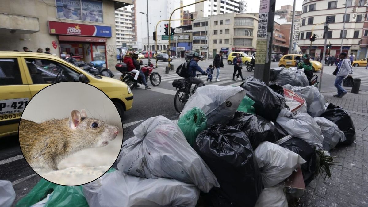 Crecen las denuncias por presencia de roedores en varias zonas de Bogotá.