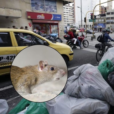 Basuras y aumento de roedores en Bogotá: crecen las denuncias en cuatro ...