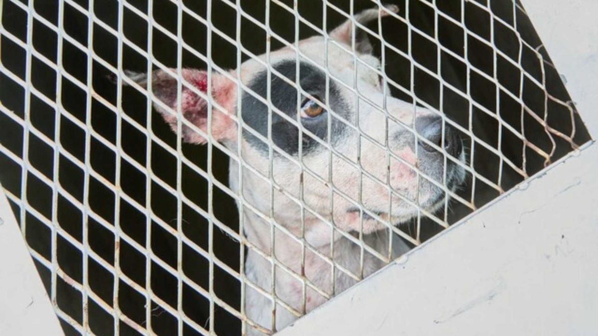 Autoridades rescataron perros usados en peleas clandestinas y evalúan su estado de salud tras el operativo.