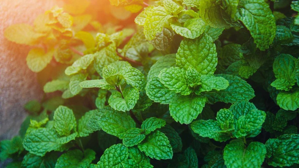 El mentol, extraído de la menta, actúa sobre receptores nerviosos que influyen en la percepción del dolor.