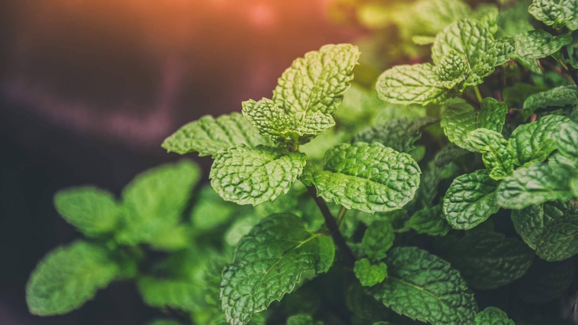 Estudios analizan cómo el mentol de la menta puede intervenir en procesos de dolor e inflamación.