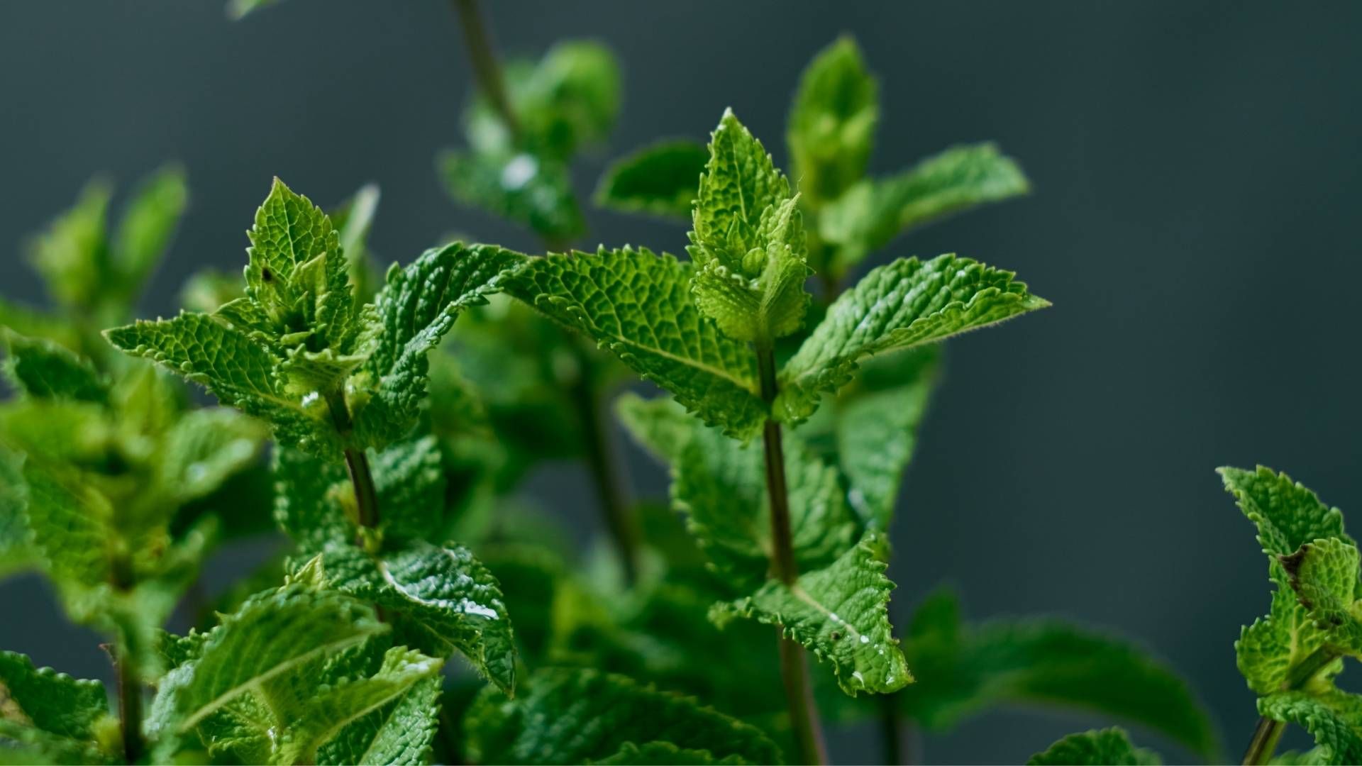 El aceite de menta contiene mentol, un compuesto que ha sido evaluado en el manejo del dolor crónico.