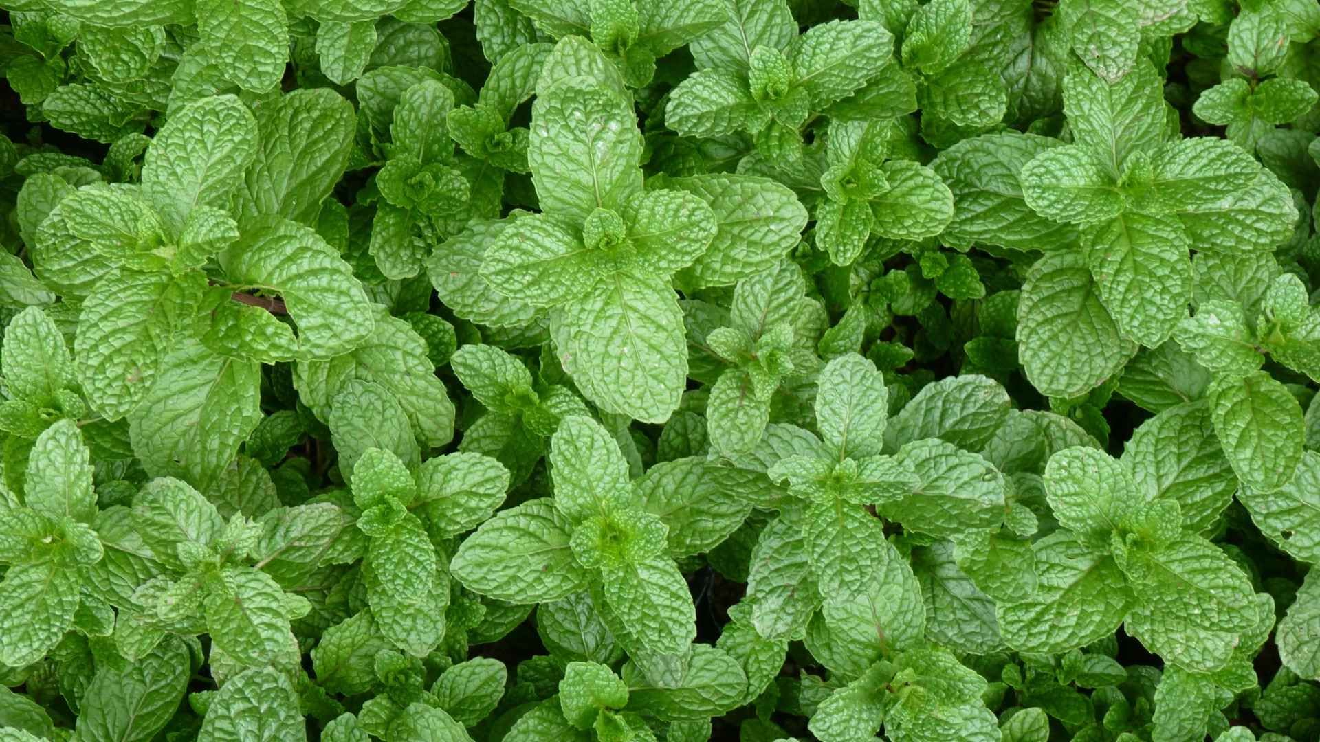 Investigaciones científicas estudian el uso del mentol en trastornos como migraña e intestino irritable.