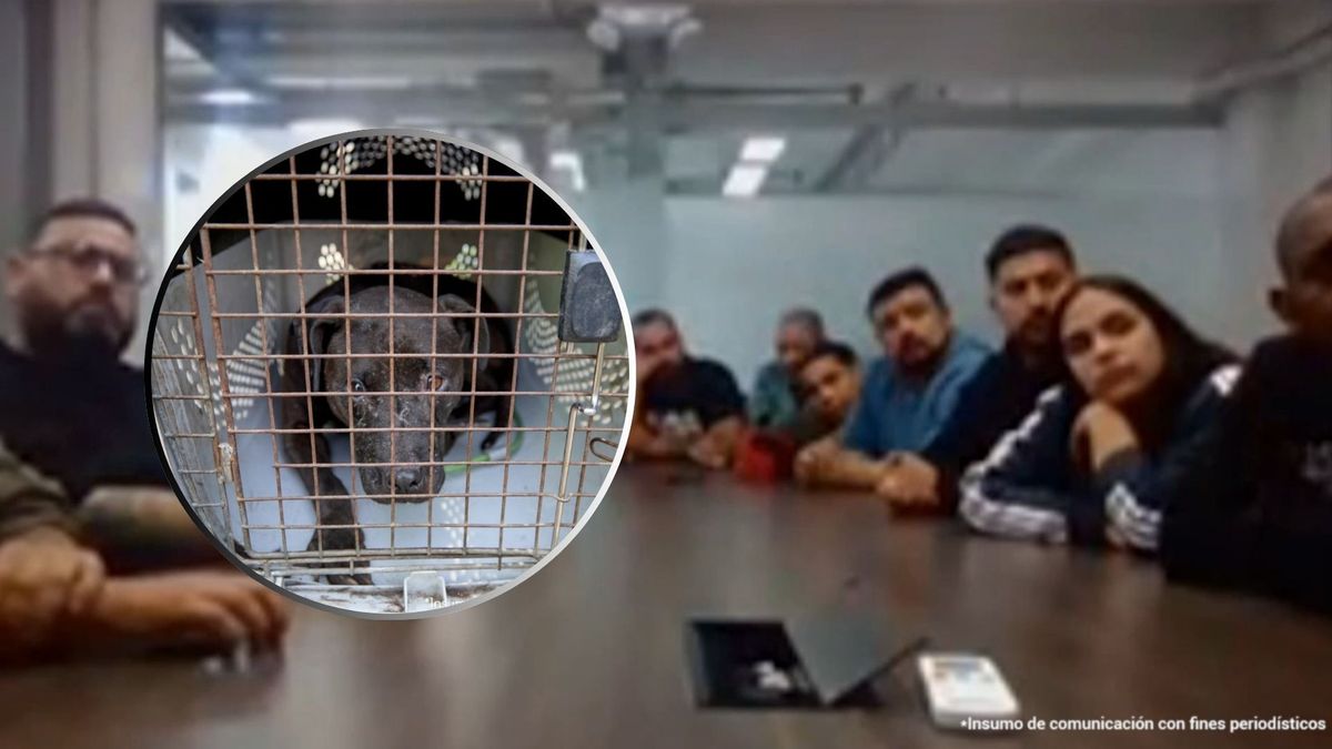 red criminal peleas de perros operativo captura