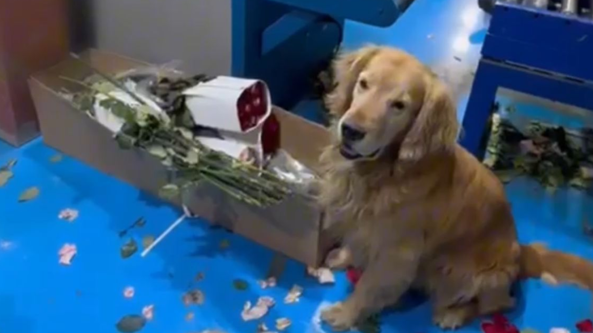 Cargamento de droga incautado en el Aeropuerto El Dorado