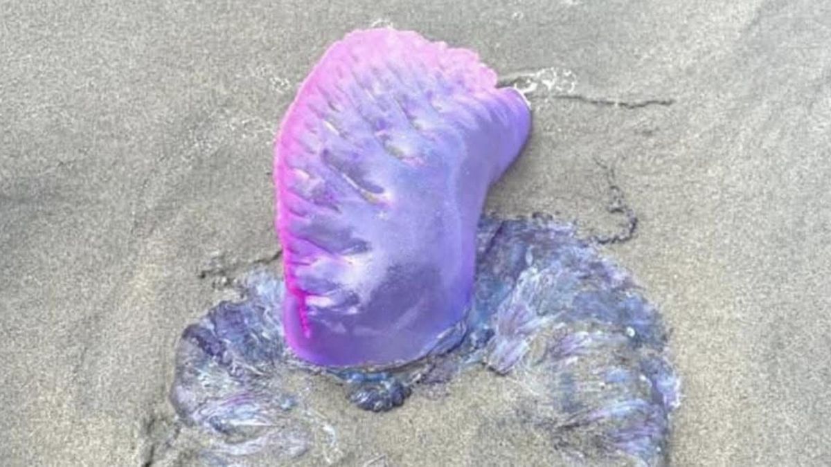 Fragatas Portuguesas fueron halladas por bañistas en playas de La Guajira