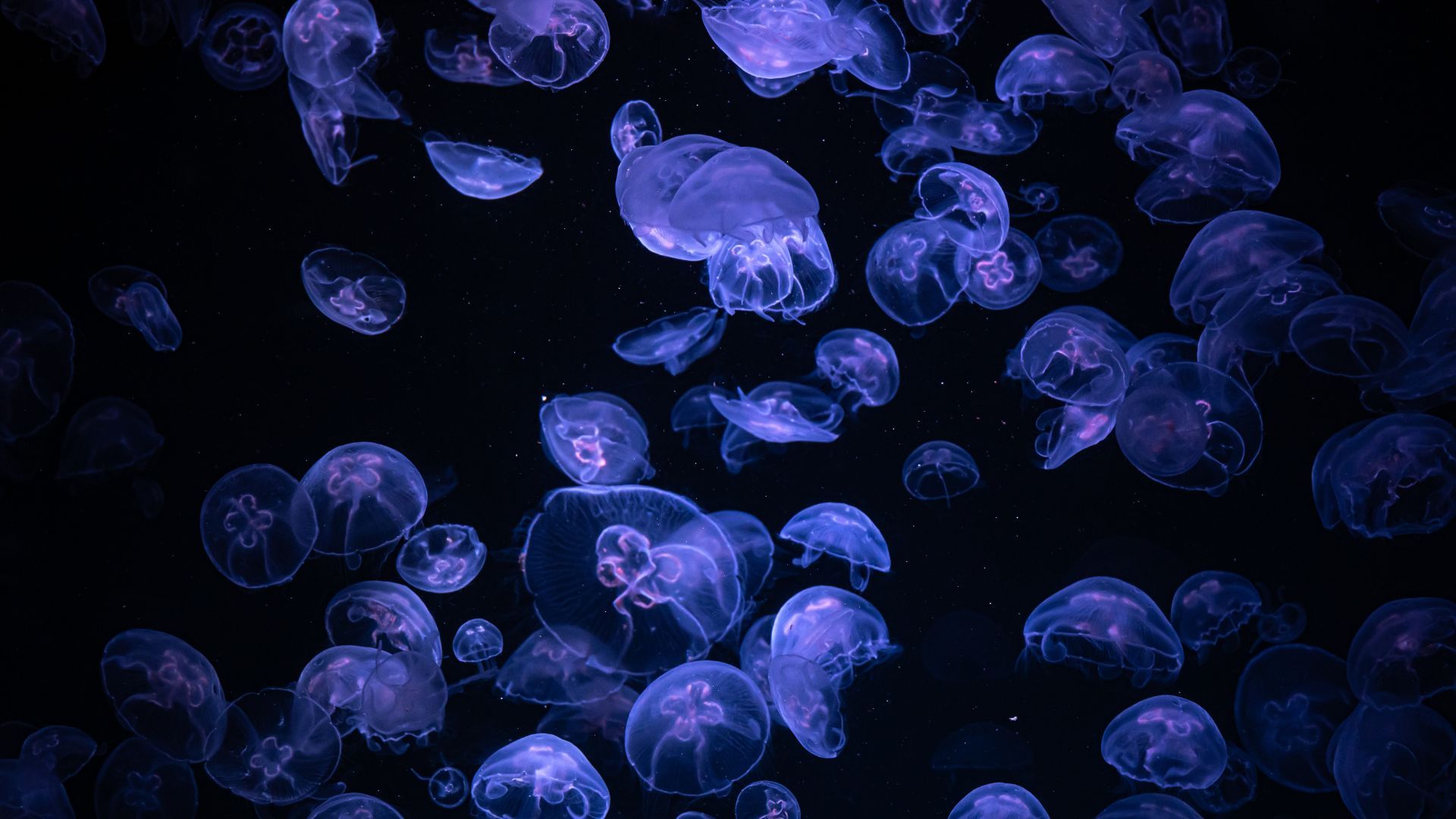 La multiplicación de animales sorprendió a los científicos.