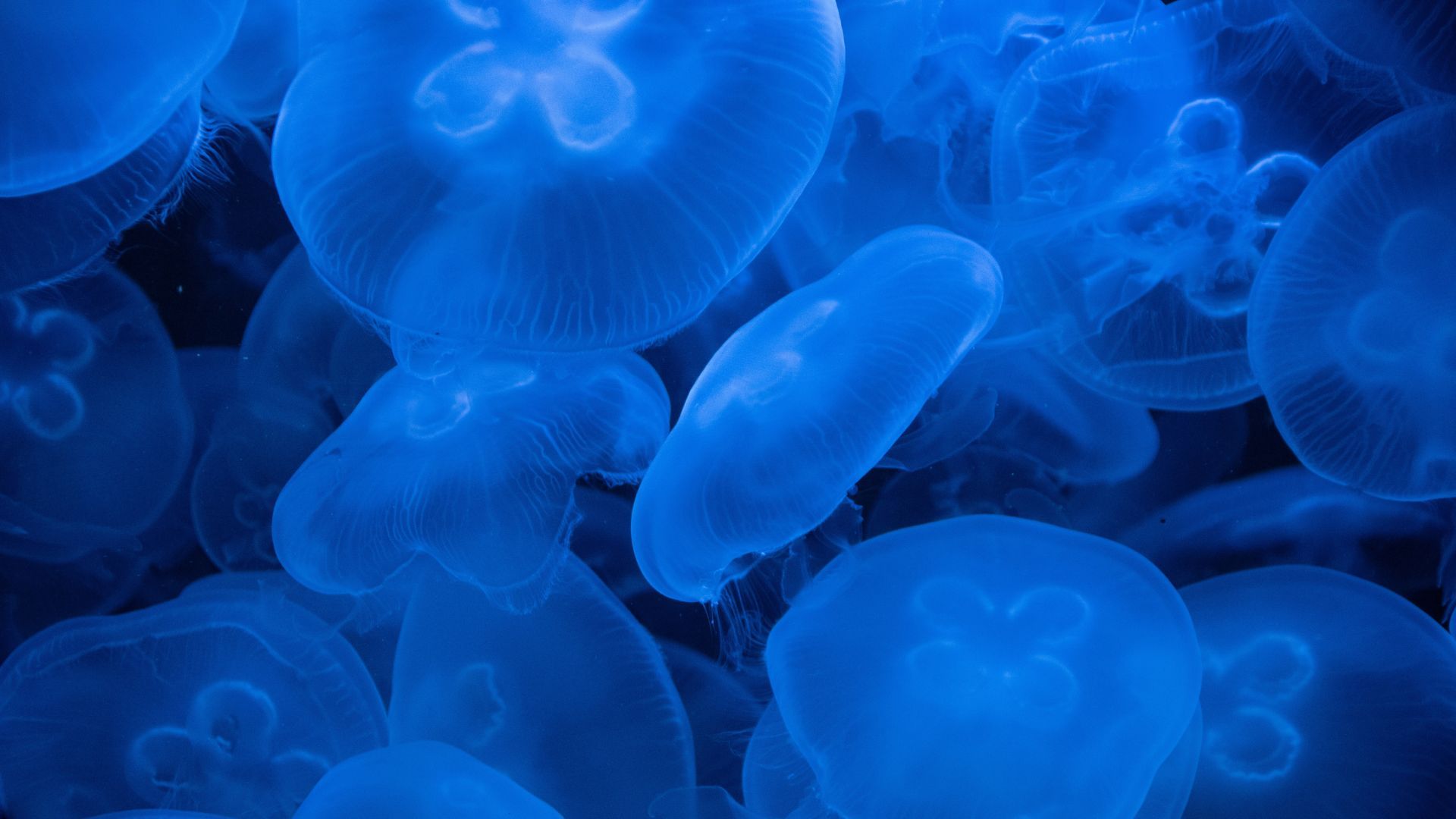 Las medusas son animales resistentes y con características especiales en el planeta.