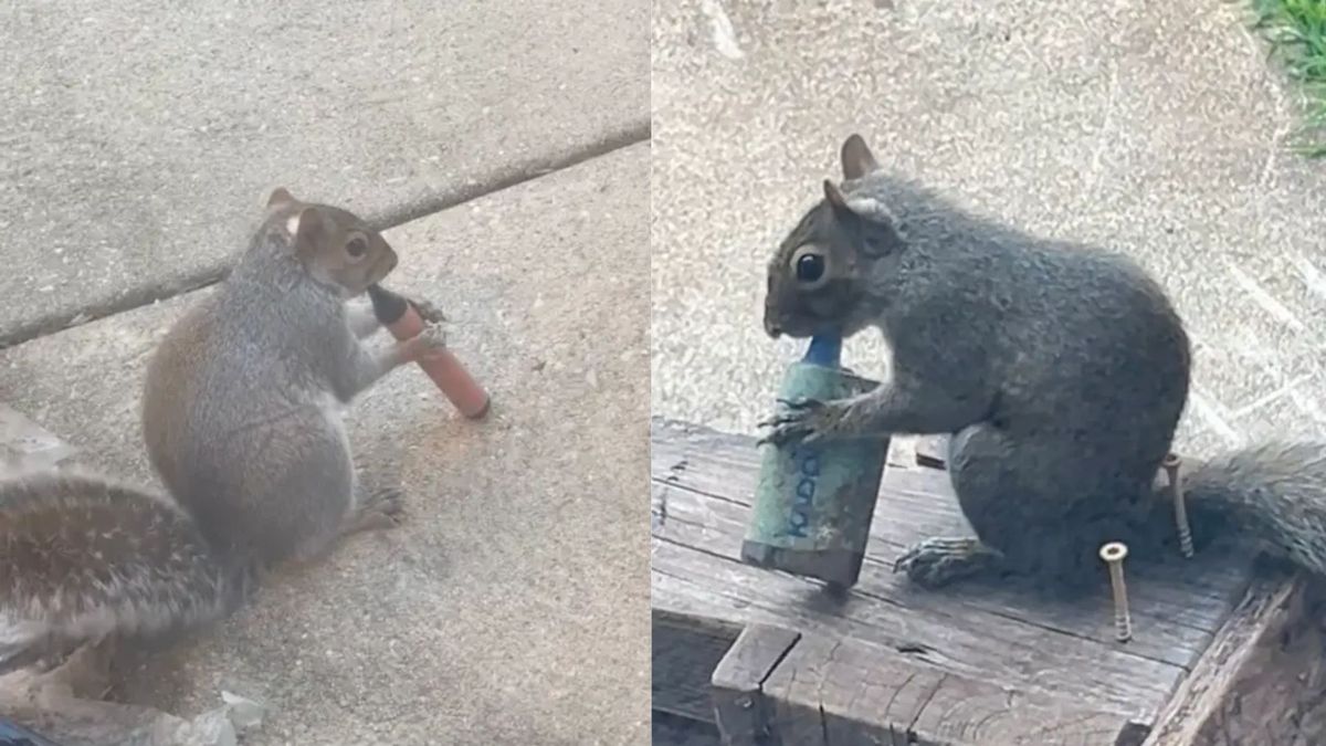 Ardillas captadas vapeando en parques