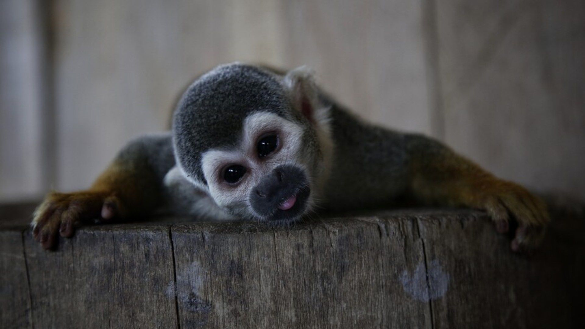 En la isla de los micos en el Amazonas, los visitantes pueden interactuar con primates.