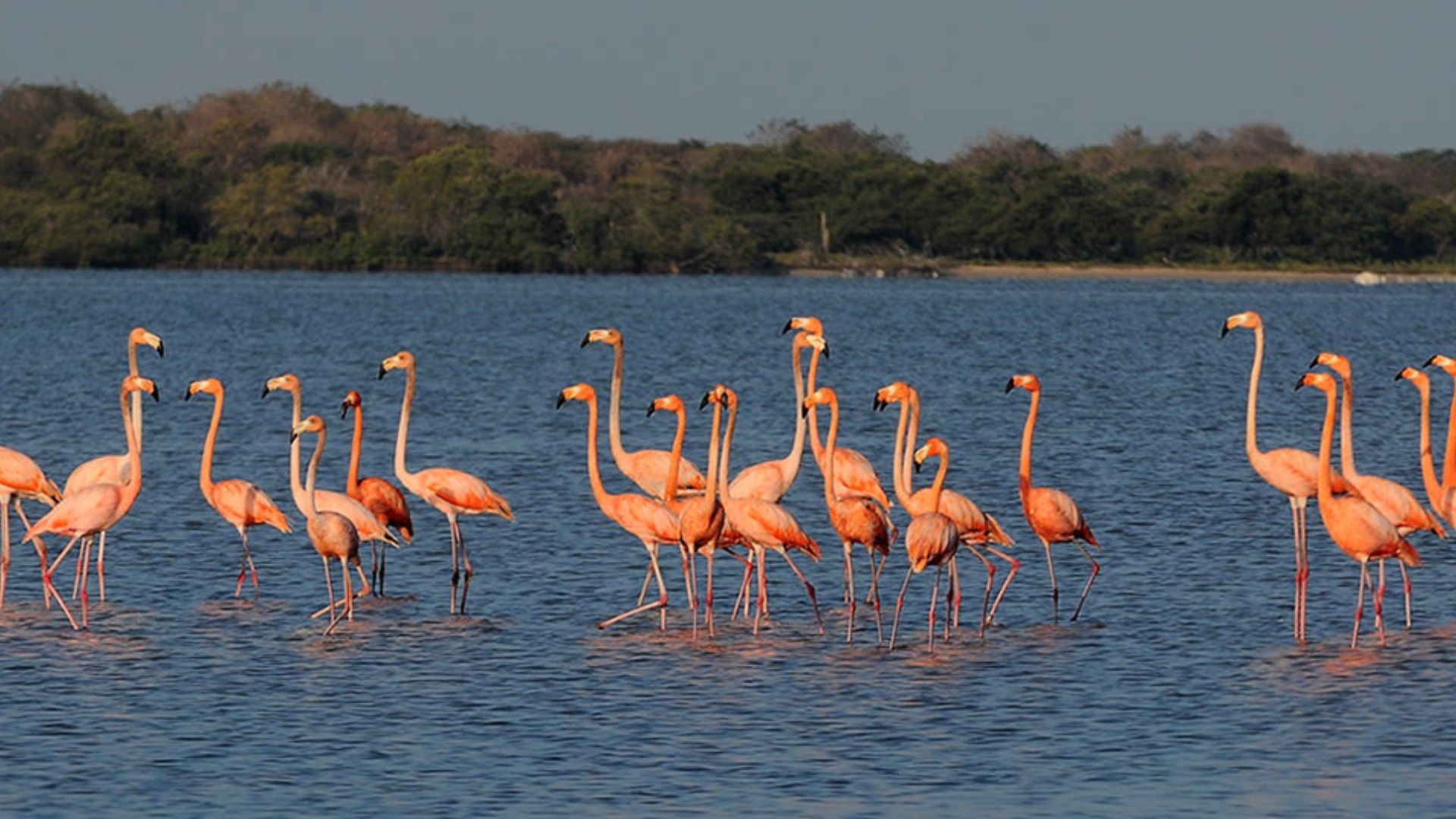En el Santuario de Fauna y Flora Los Flamencos, puede ver a esta especie interactuando en su hábitat natural.