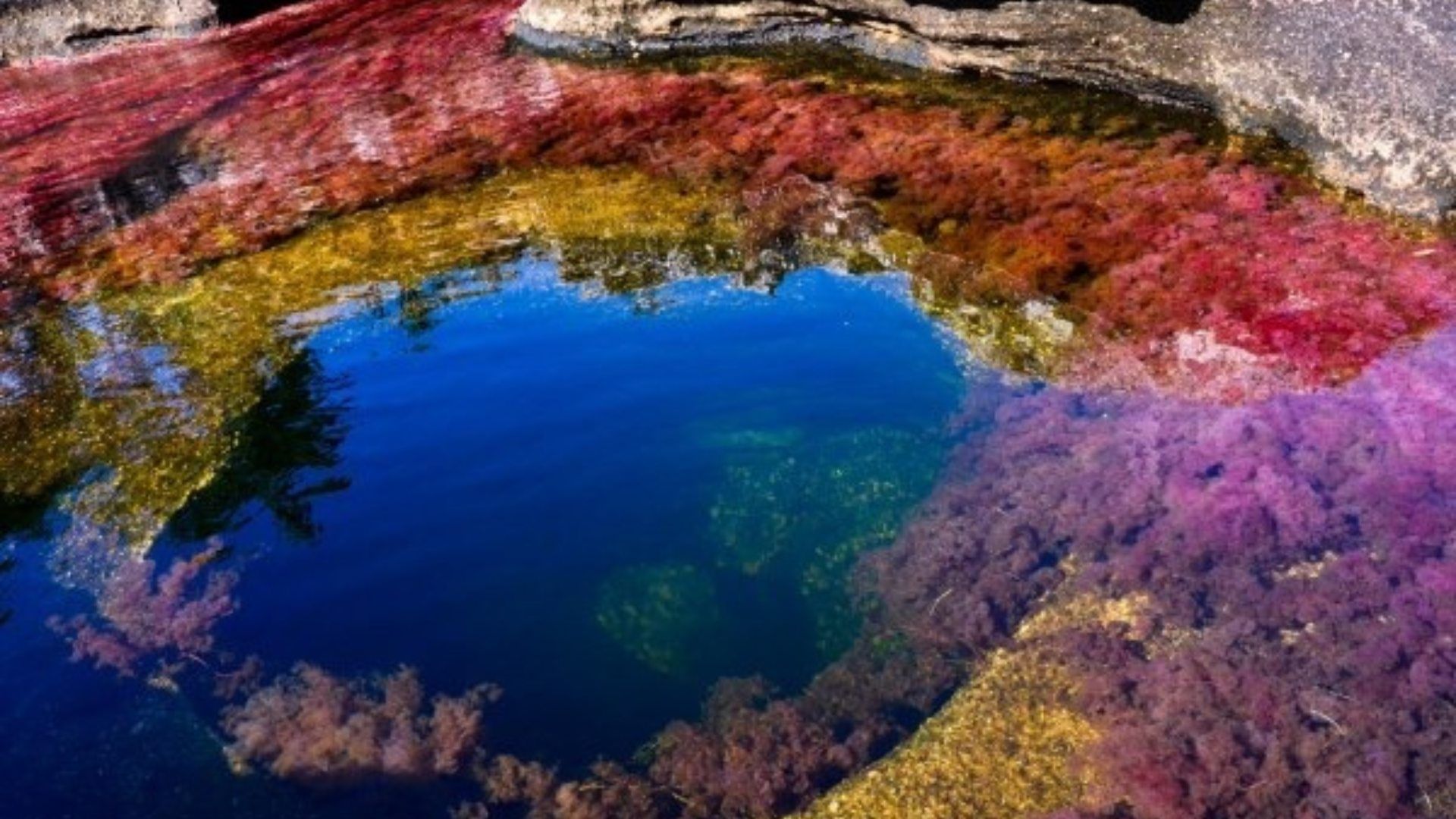 Entre los imperdibles están Caño Cristales, el río de los siete colores, el que recomiendan visitar entre junio y noviembre.